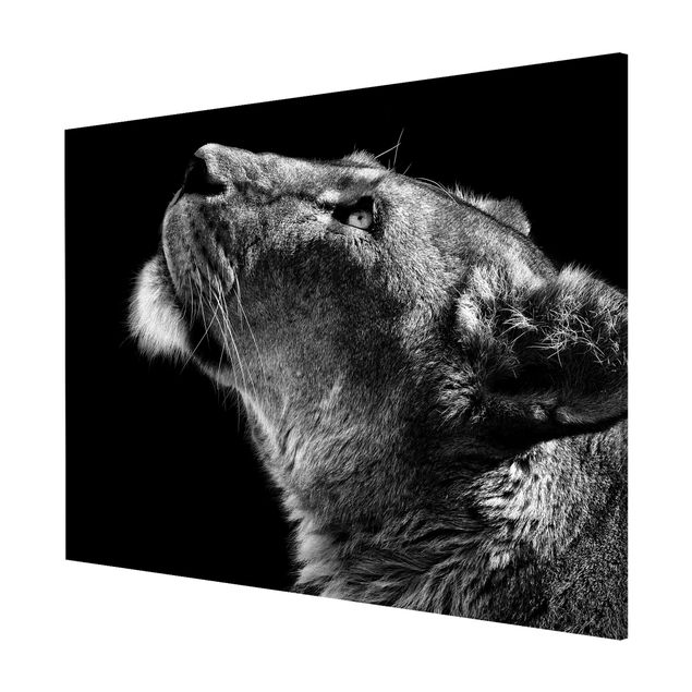 Magnet boards animals Portrait Of A Lioness
