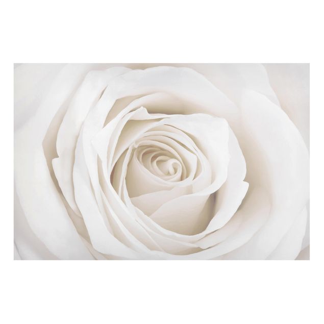 Magnet boards flower Pretty White Rose