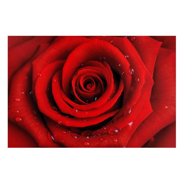Magnet boards flower Red Rose With Water Drops