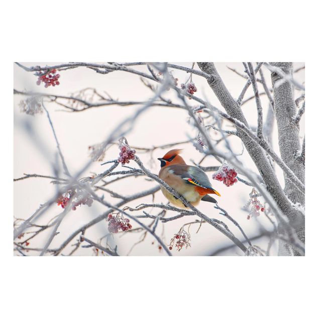 Landscape canvas prints Waxwing on a Tree