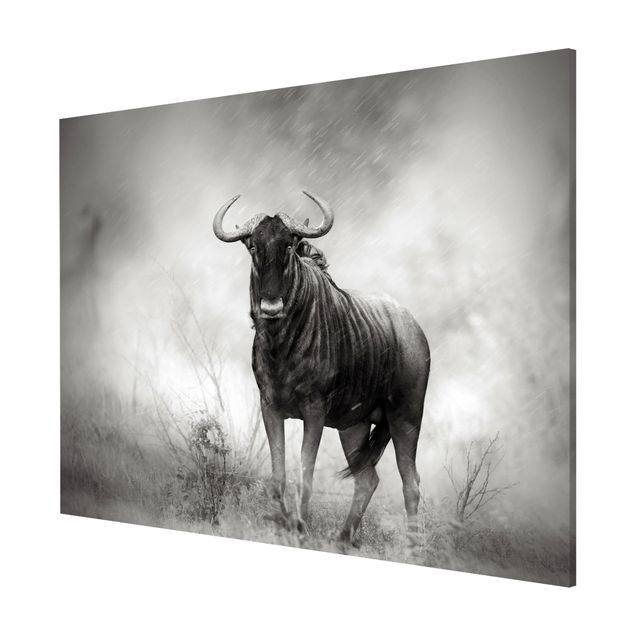 Prints animals Staring Wildebeest