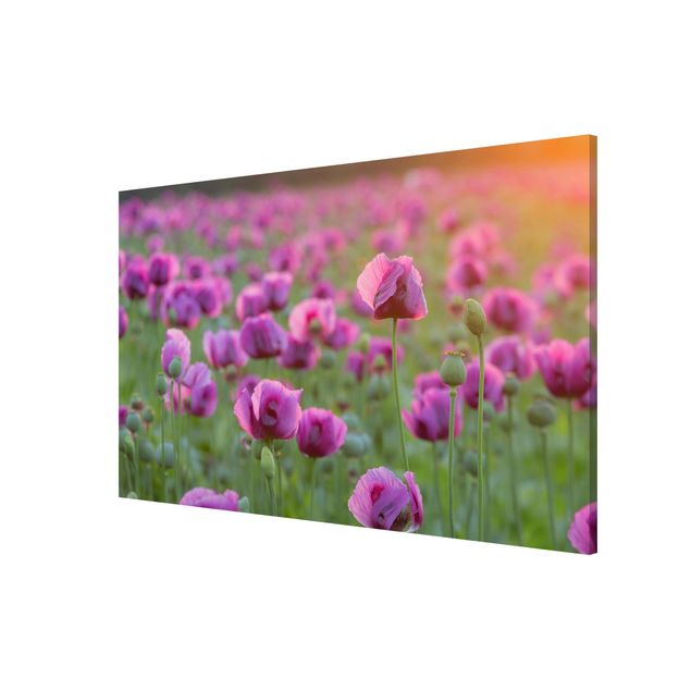 Magnet boards flower Purple Poppy Flower Meadow In Spring