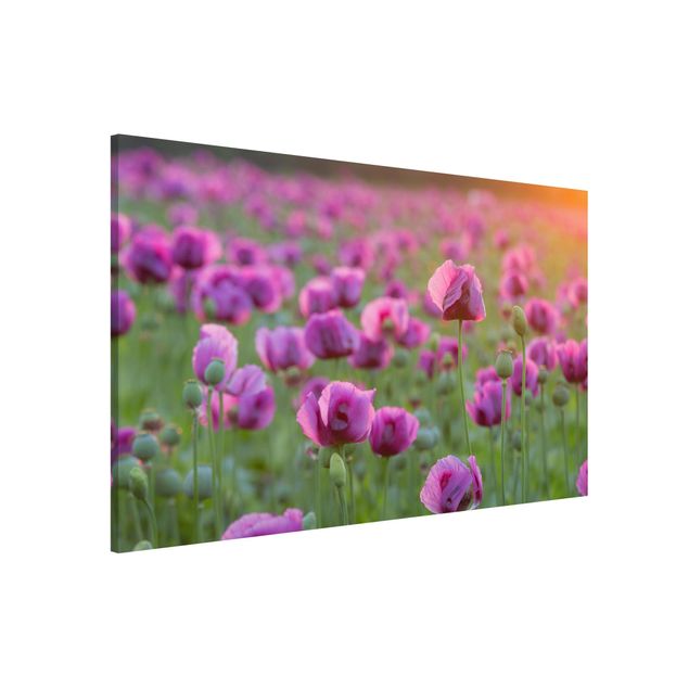 Kitchen Purple Poppy Flower Meadow In Spring