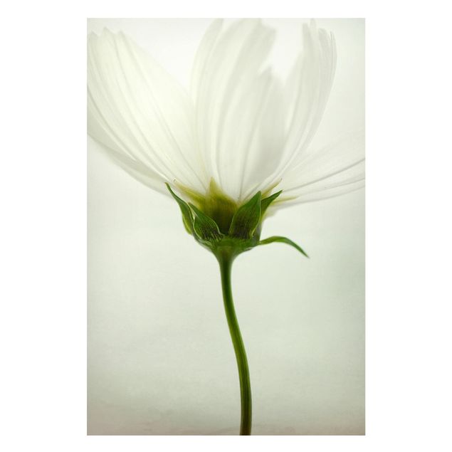 Magnet boards flower White Cosmos