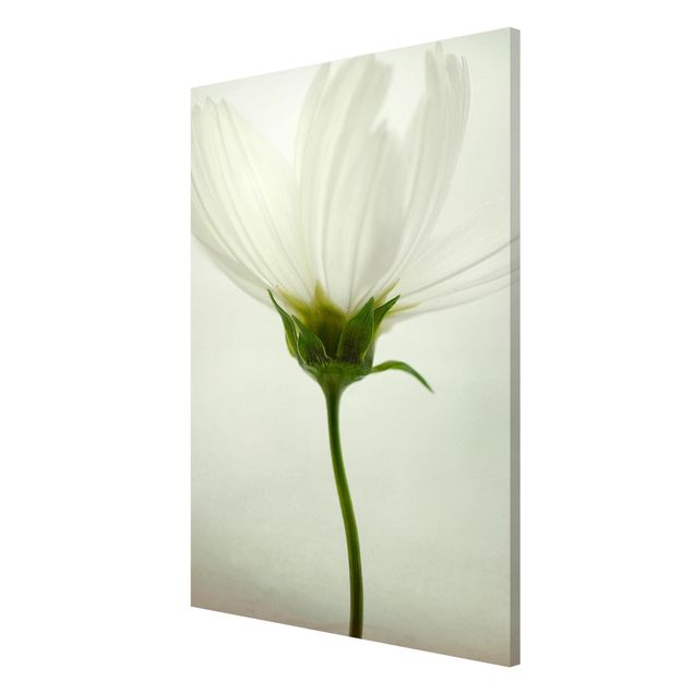 Flower print White Cosmos