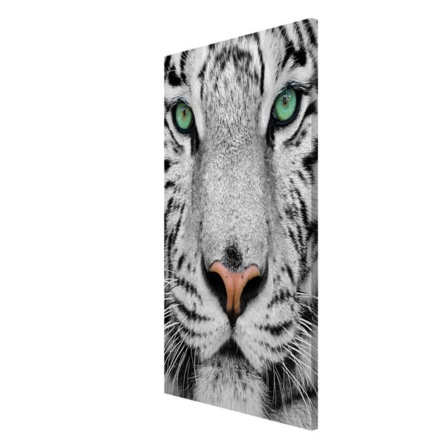 Magnet boards animals White Tiger