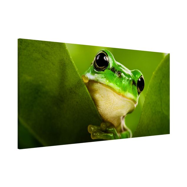 Magnet boards animals Frog