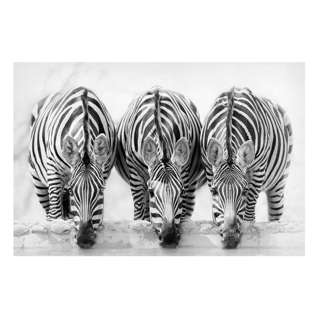 Prints zebra Zebra Trio In Black And White