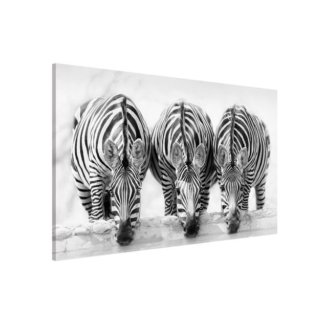 Kitchen Zebra Trio In Black And White