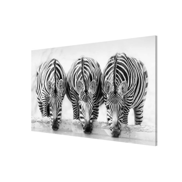 Magnet boards animals Zebra Trio In Black And White