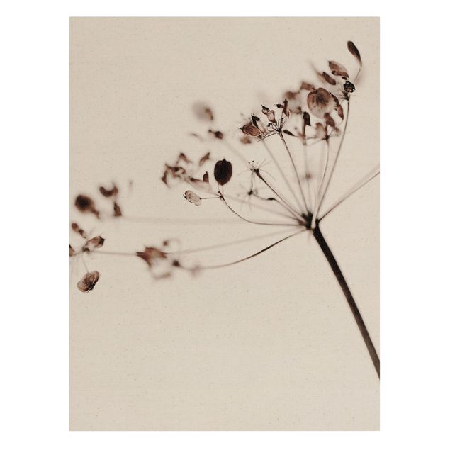Modern art prints Macro Image Dried Flowers In Shadow