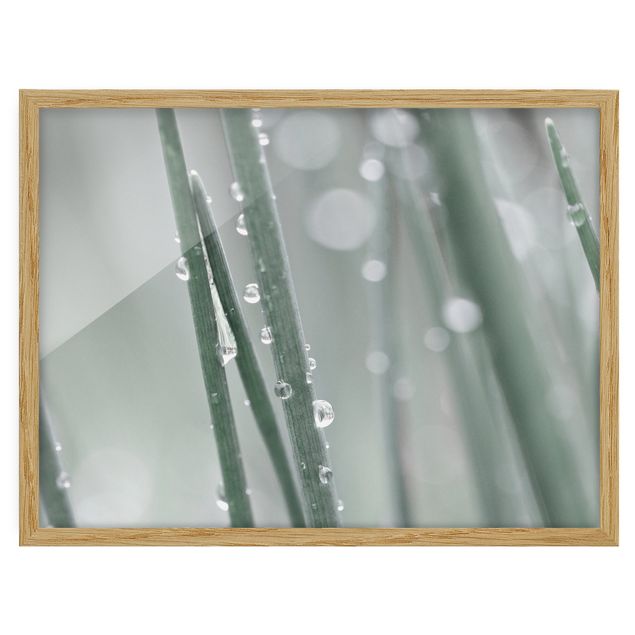 Framed floral Macro Image Beads Of Water On Grass