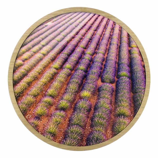 Prints brown Picturesque Lavender Field