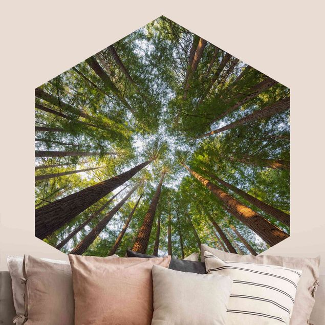 Wallpapers modern Sequoia Tree Tops