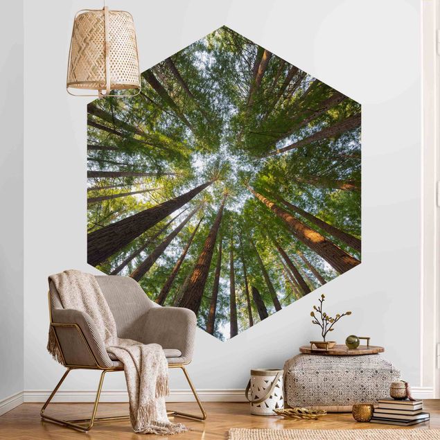 Wallpapers landscape Sequoia Tree Tops