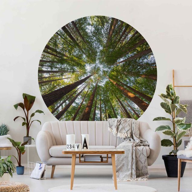 Wallpapers modern Sequoia Tree Tops