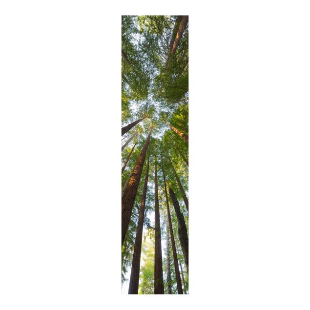 Sliding panel curtains landscape Sequoia Tree Tops