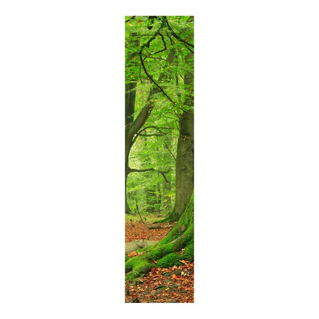 Sliding panel curtains landscape Mighty Beech Trees