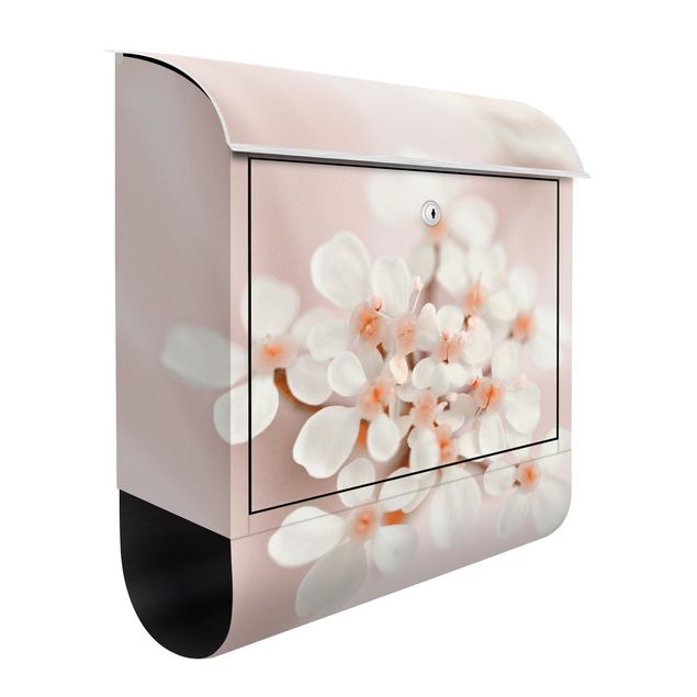Letterboxes flower Mini Flowers In Pink Light