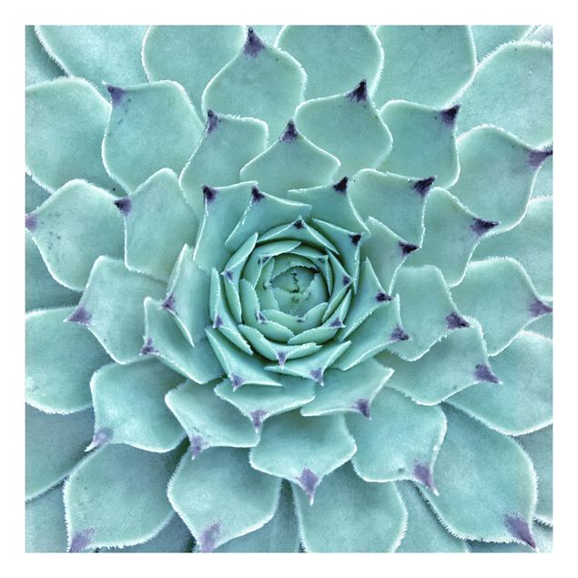 Adhesive films turquoise Cactus Agave