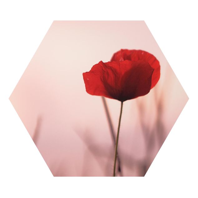 Contemporary art prints Poppy Flower In Twilight