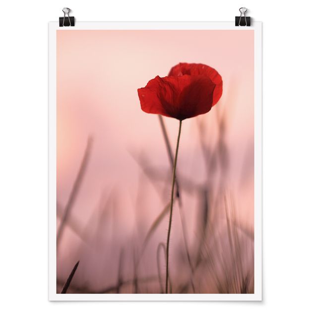 Floral prints Poppy Flower In Twilight