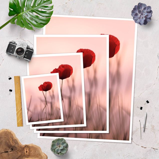 Prints Poppy Flower In Twilight