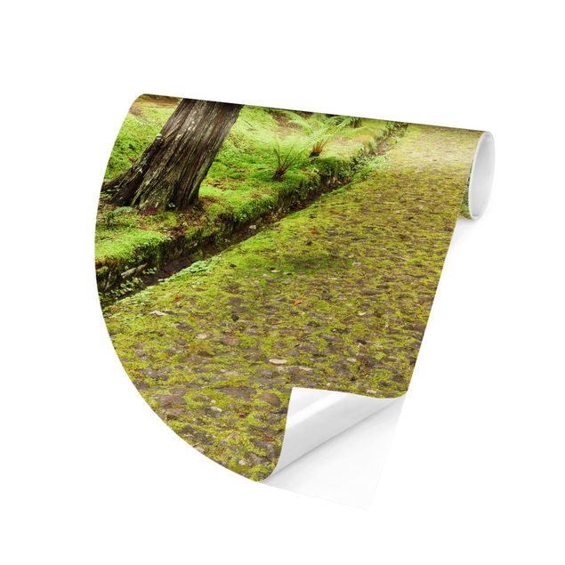 Rainforest wallpaper Moss-covered Road