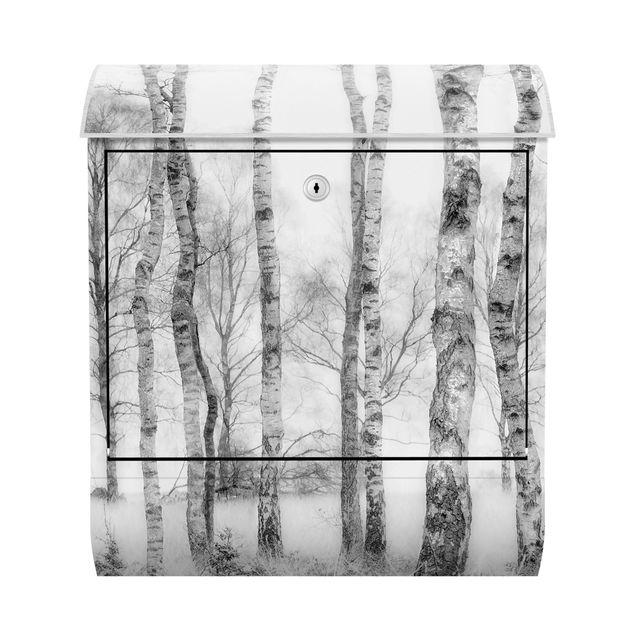 Letterboxes landscape Mystic Birch Forest Black And White
