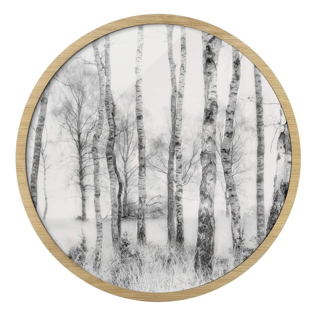 Black and white framed photos Mystic Birch Forest Black And White
