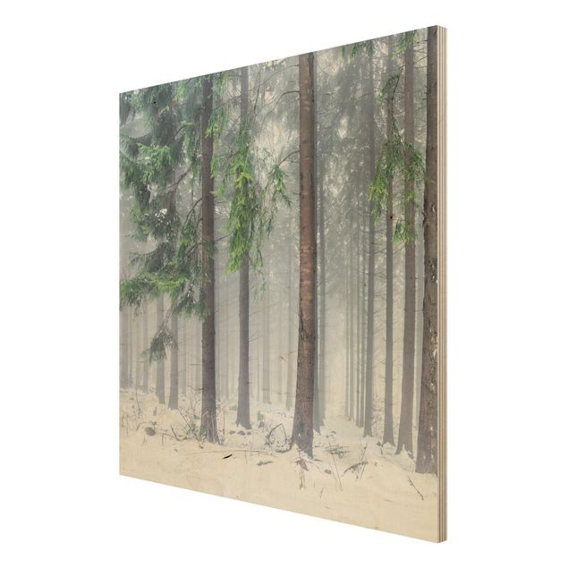 Wood prints landscape Conifers In Winter