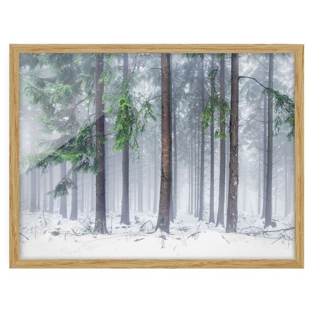Prints floral Conifers In Winter