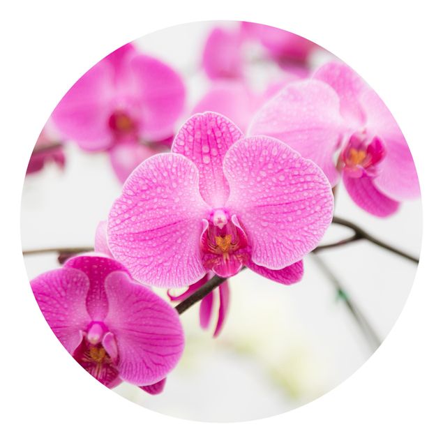 Modern wallpaper designs Close-Up Orchid