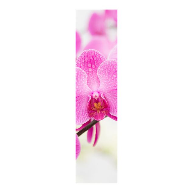 Sliding panel curtains flower Close-Up Orchid