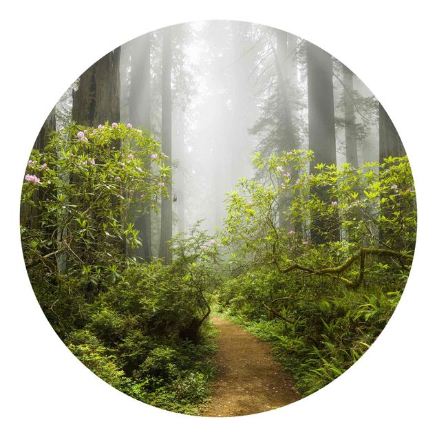 Wallpapers landscape Misty Forest Path
