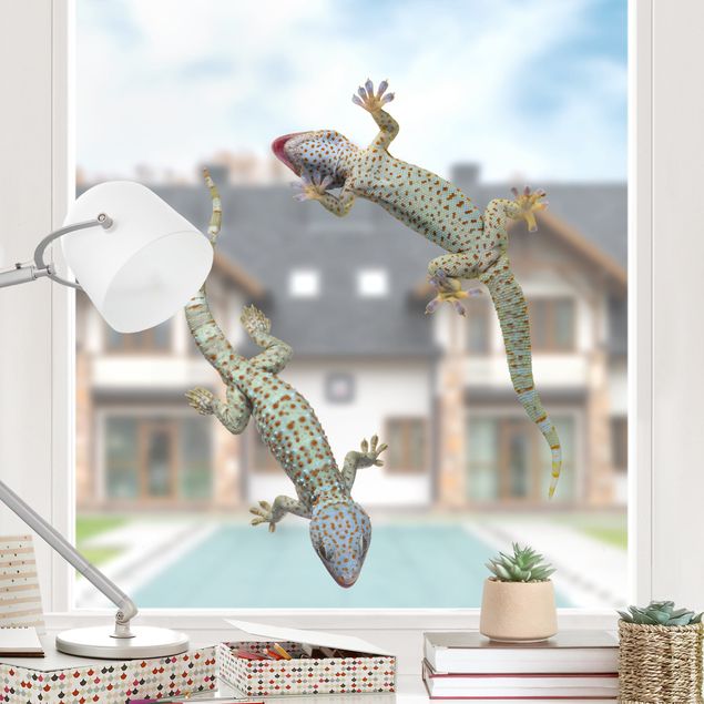 Kitchen Curious Geckos