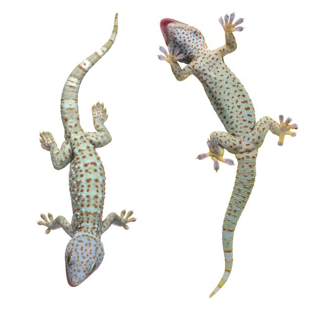Window stickers animals Curious Geckos