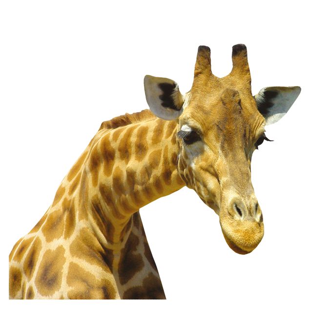 Window stickers animals Curious Giraffe