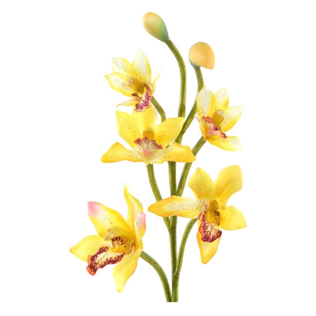 Orchid wall stickers No.173 Orchid Yellow