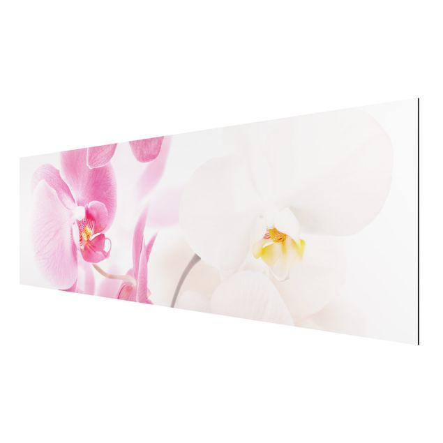 Orchid canvas Delicate Orchids
