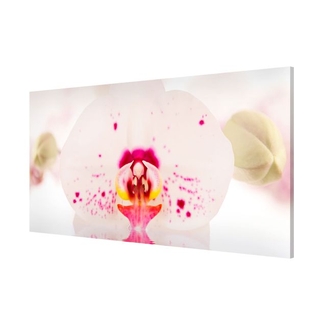 Magnet boards flower Dotted Orchid On Water