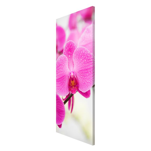Magnet boards flower Close-Up Orchid