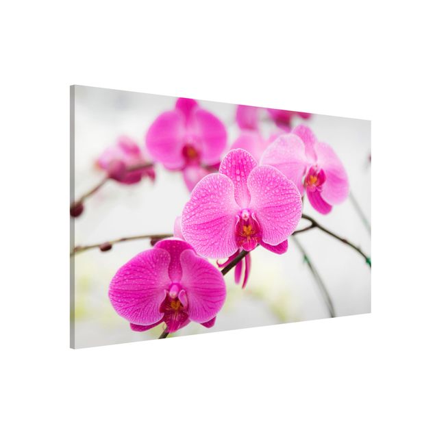 Magnet boards flower Close-Up Orchid