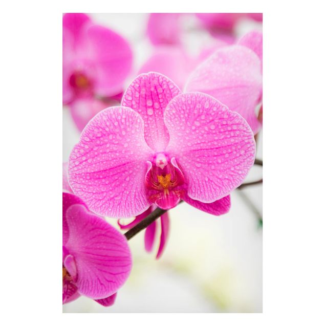 Flower print Close-Up Orchid