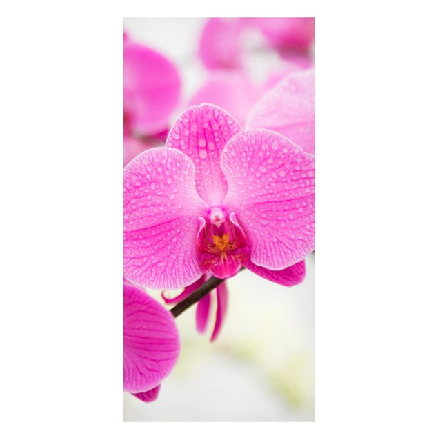 Orchid wall art Close-Up Orchid