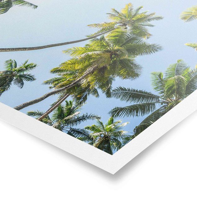 Prints nature Palm Tree Canopy