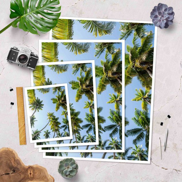 Poster print Palm Tree Canopy