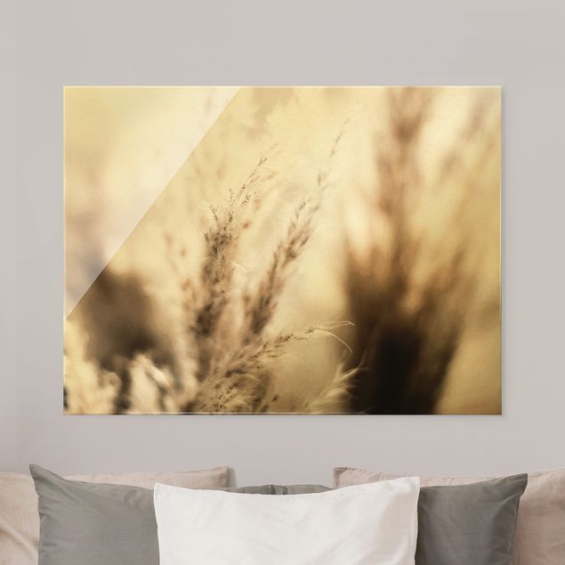 Glass prints flower Pampas Grass In The Shadow