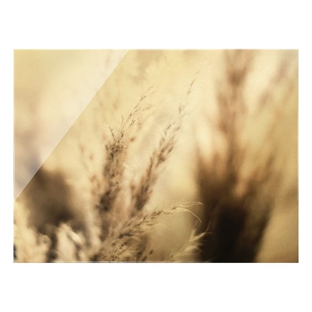 Prints brown Pampas Grass In The Shadow