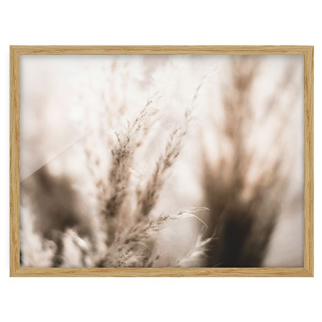 Framed floral Pampas Grass In The Shadow